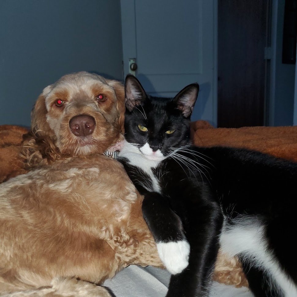 My Pets